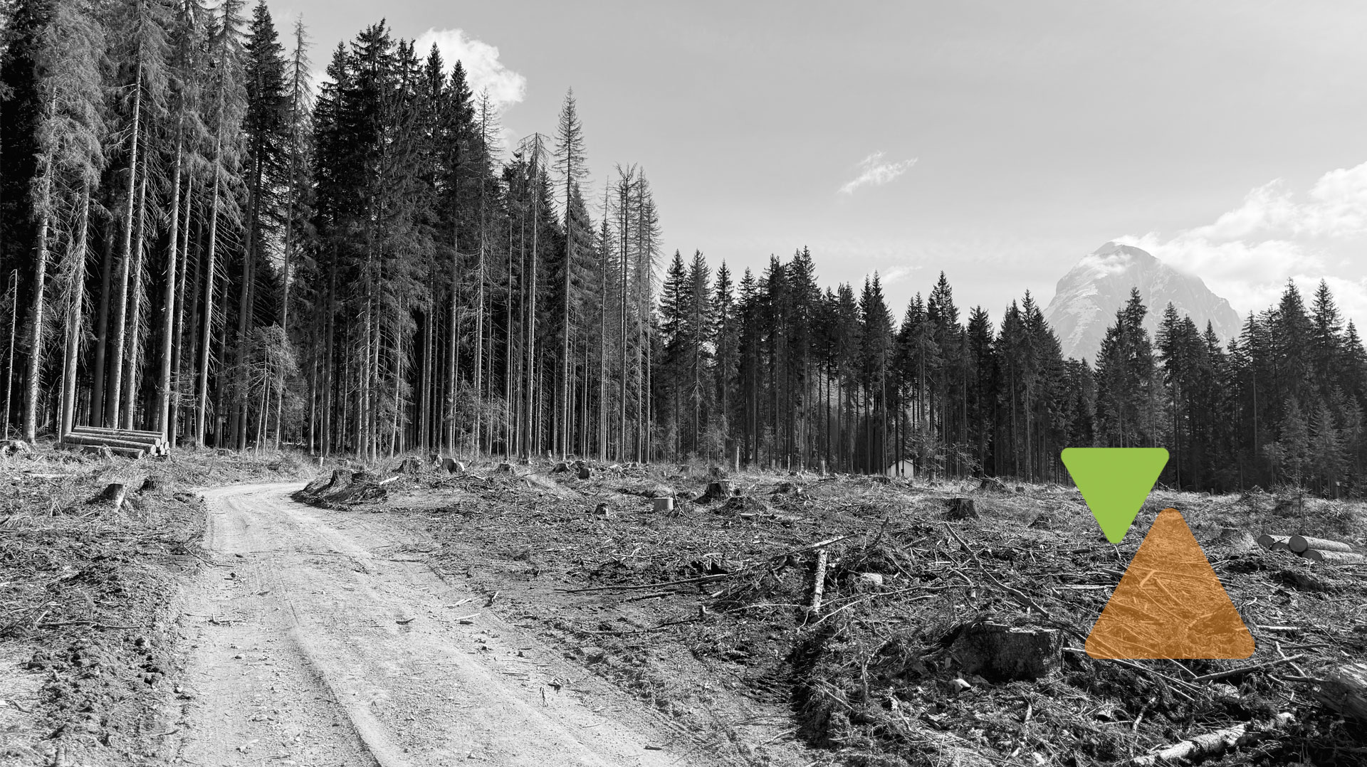 Contro l’emergenza bostrico si testano nuove difese per salvare il patrimonio forestale