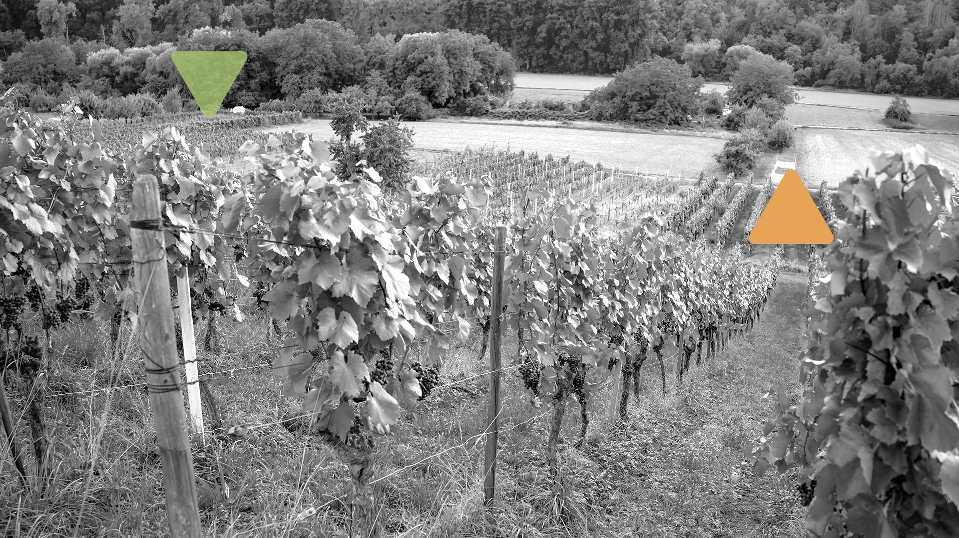 Irrorazione “intelligente”: precisione digitale per una viticoltura sostenibile