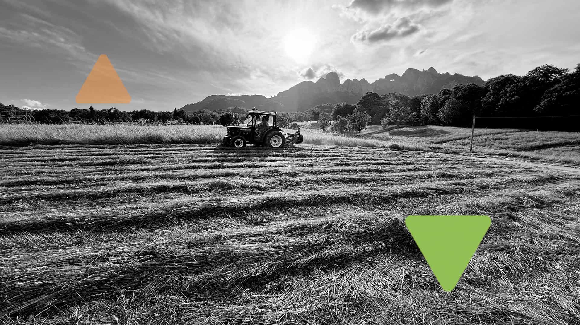 In Veneto una nuova filiera trasforma superfici degradate in ecosistemi ricchi di biodiversità